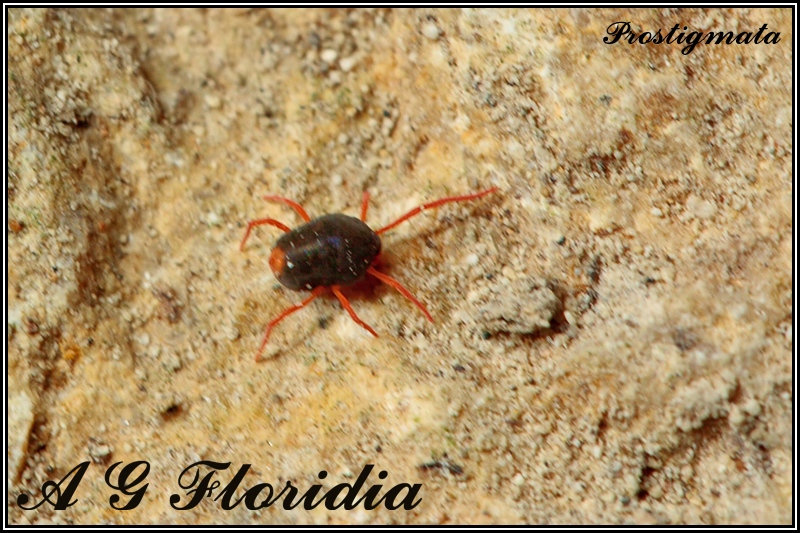 Penthaleidae - (Malta)